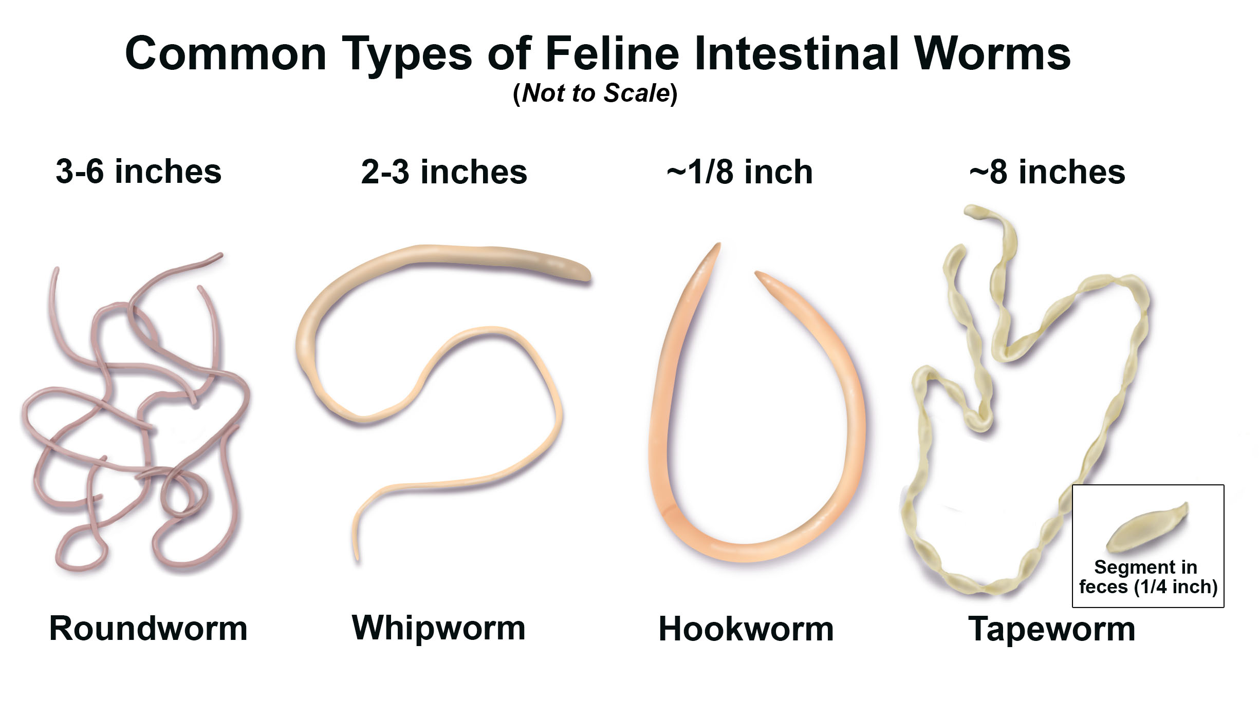 scientific illustrations of feline intestinal parasites