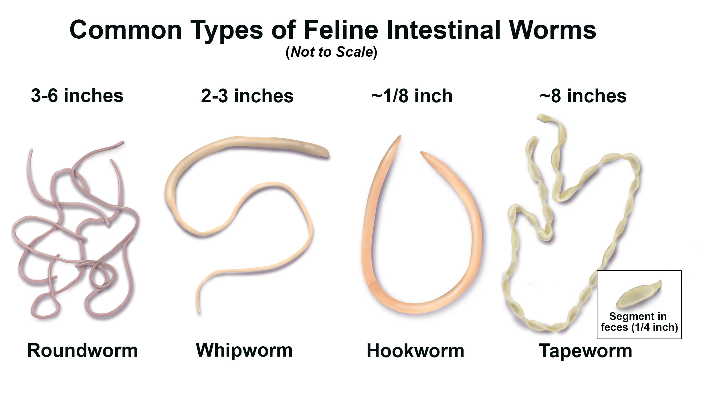 pinworms giardia roundworm