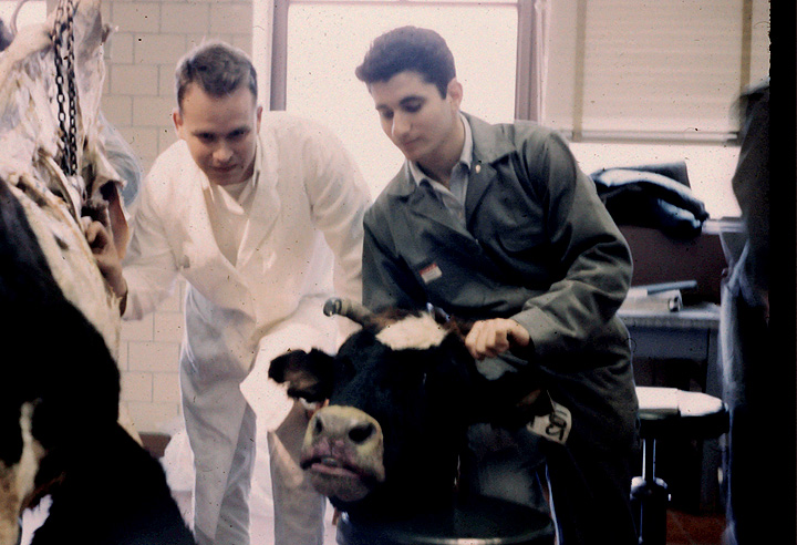 Jerrold Ward as a student in anatomy class, standing above a cow while other students look on