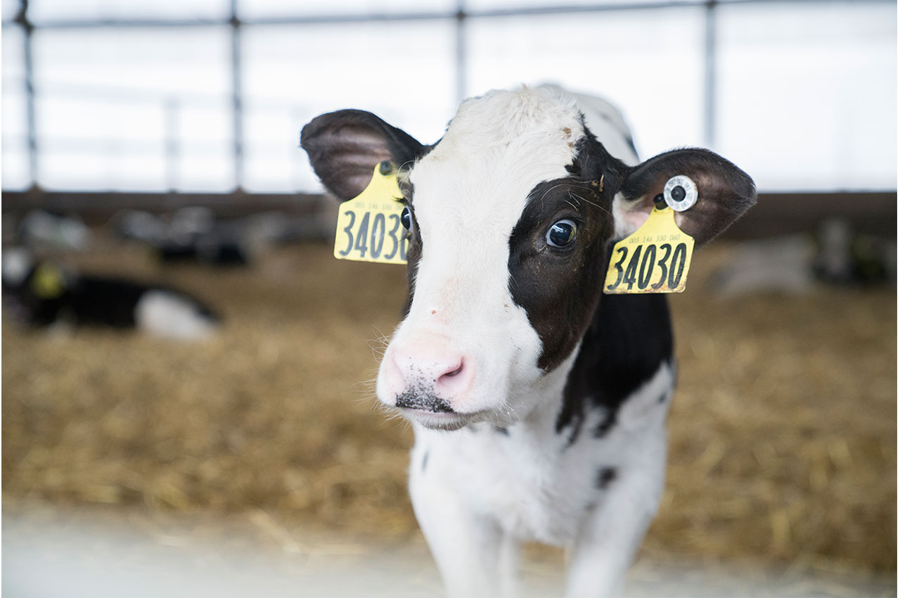  baby calf looking at camera