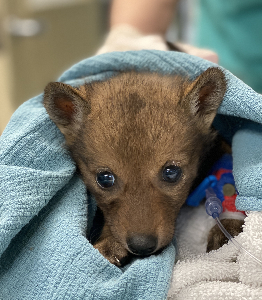 A coyote pup in a blue blanket at the wildlife hospital