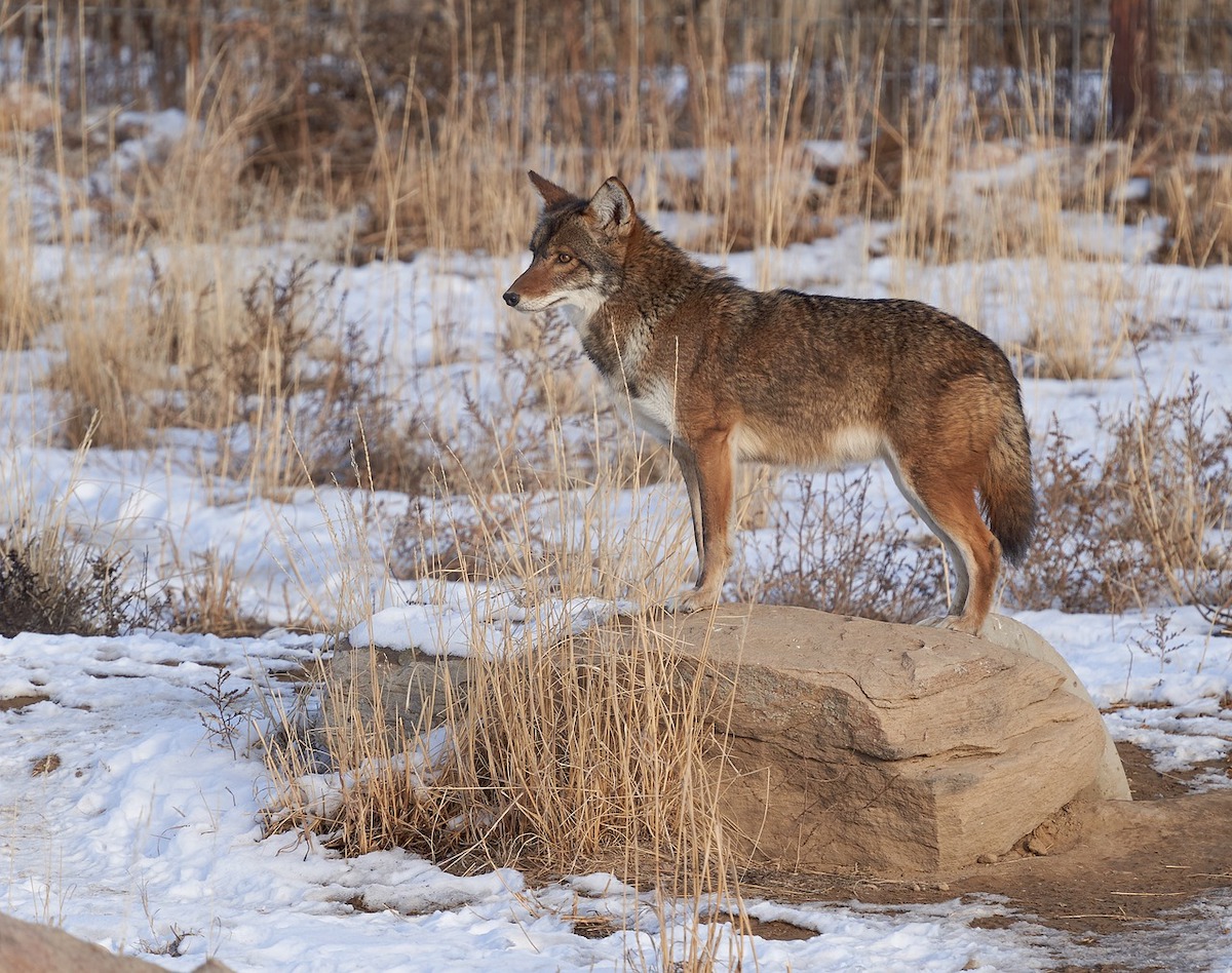Stock image of a coyote standing on a rock