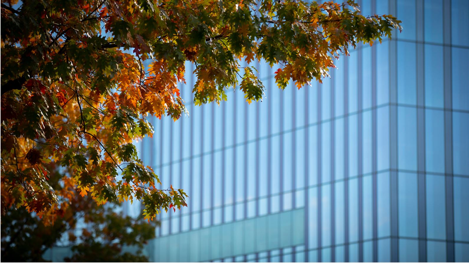 CVM building in distance with autumn leaves in foreground