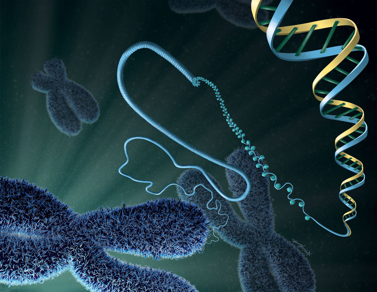 An illustration of DNA chromosomes