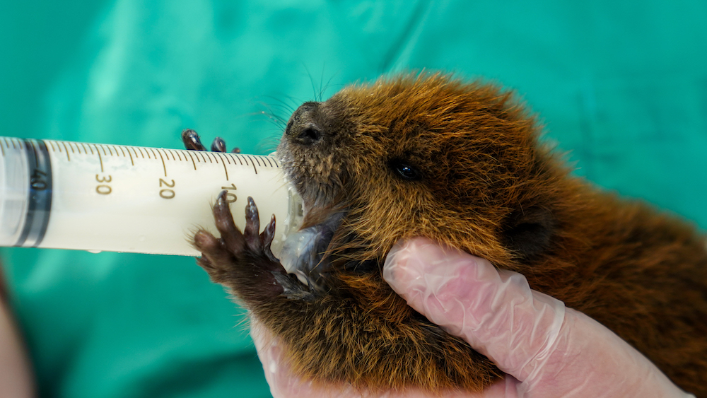 A beaver kit being held and fed by an LVT at Cornell