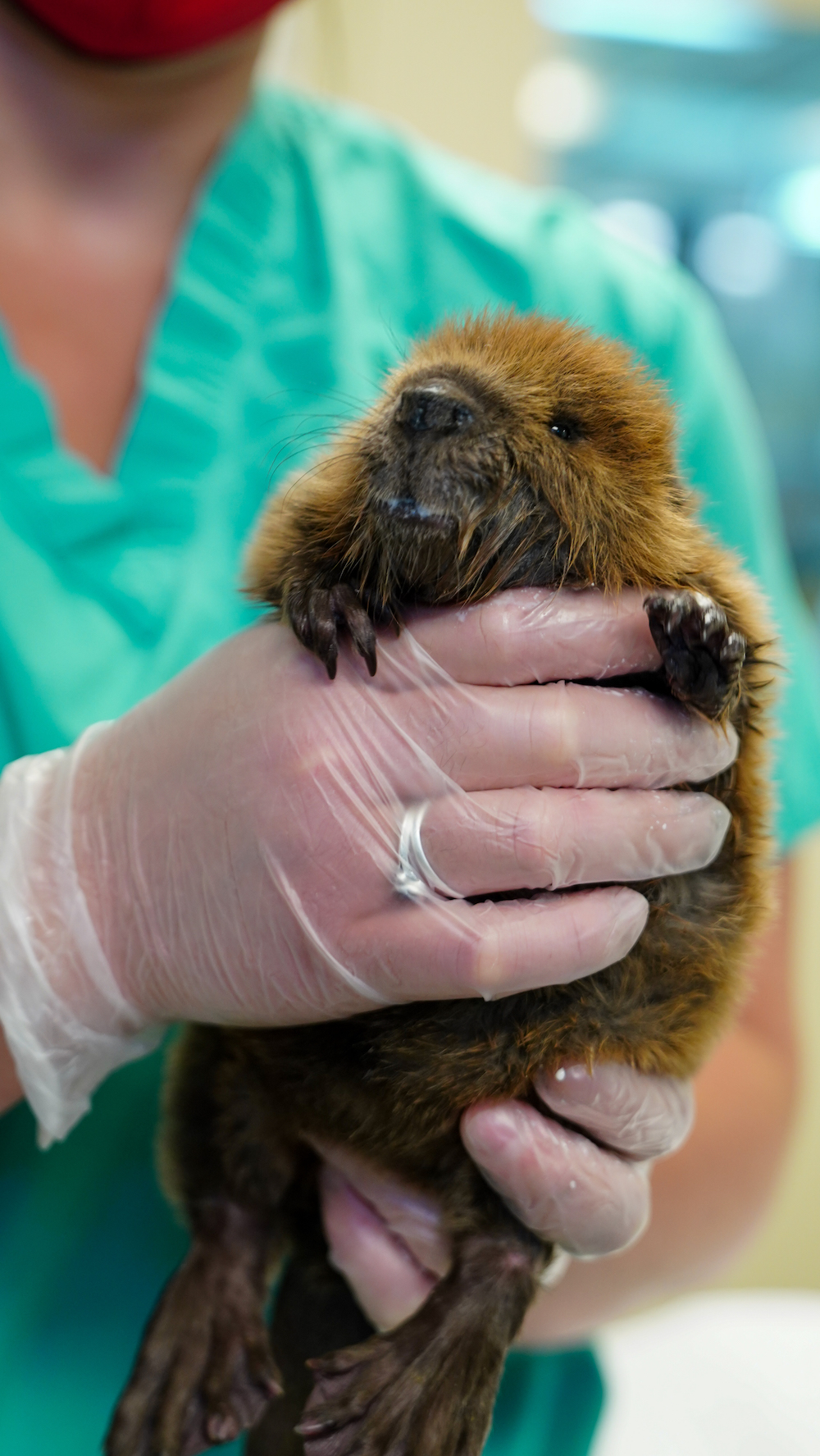 A beaver kit at about five weeks old held by an LVT at Cornell