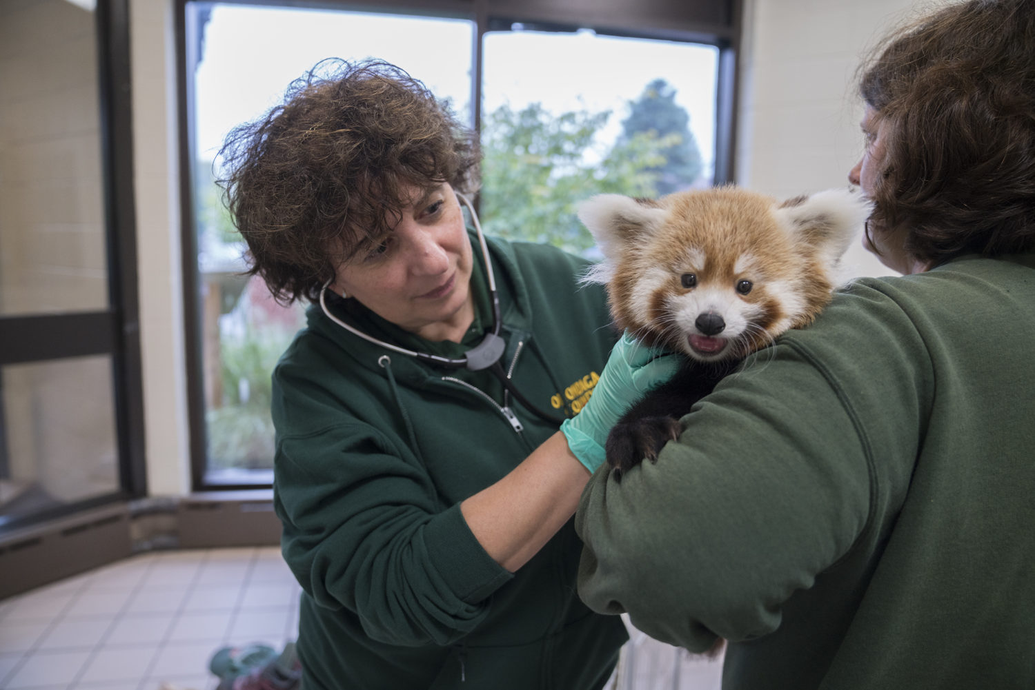 Dr. Noha Abou-Madi examines a baby red panda at the Rosamond Gifford Zoo in Syracuse, New York.