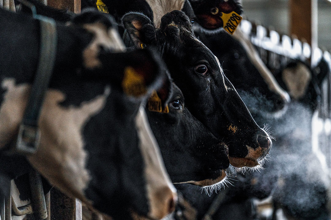 Cows at Sunnyside Farm