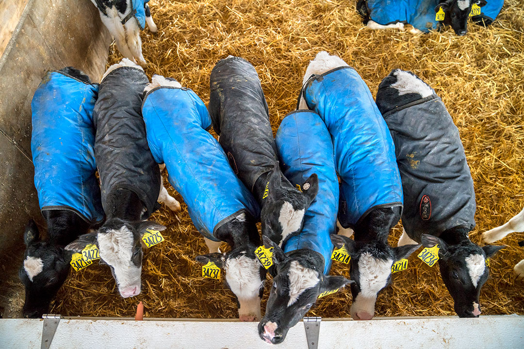 Calves cuddle in a group housing pen at Sunnyside Farm.