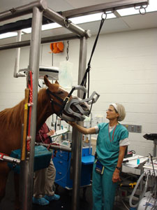 Equine Dental Exam