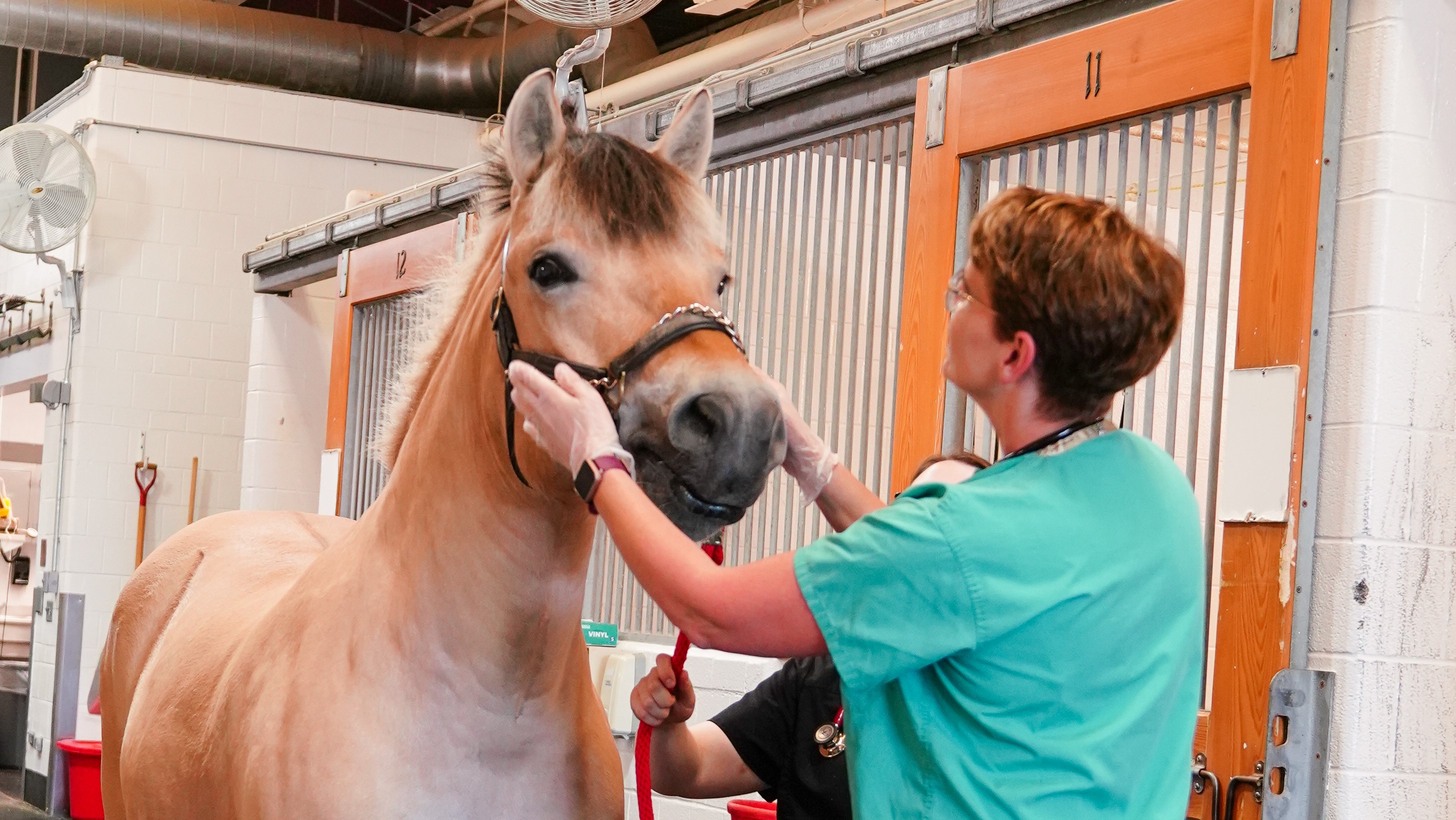 vet examining a horse's head