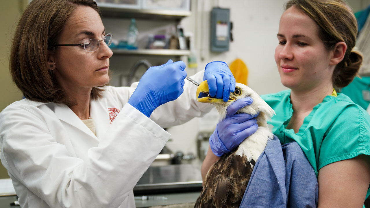 Two clinicians with a bald eagle at the wildlife hospital