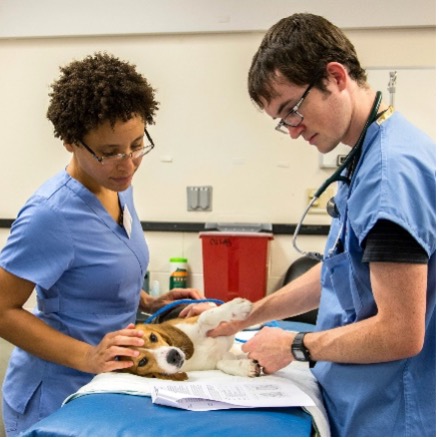 2 students examinig a beagle