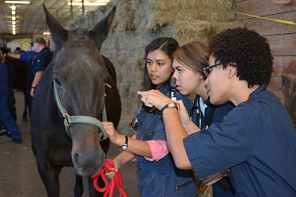 Students examine a horse in first year lab