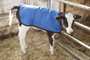 Calf in blanket