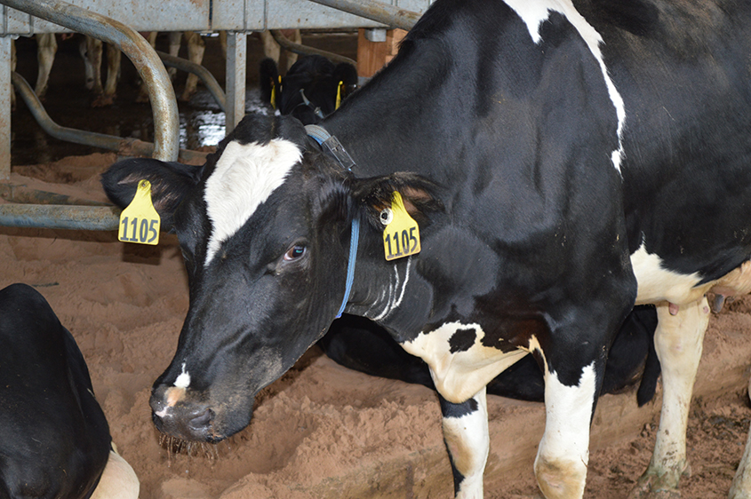 Cow in a barn