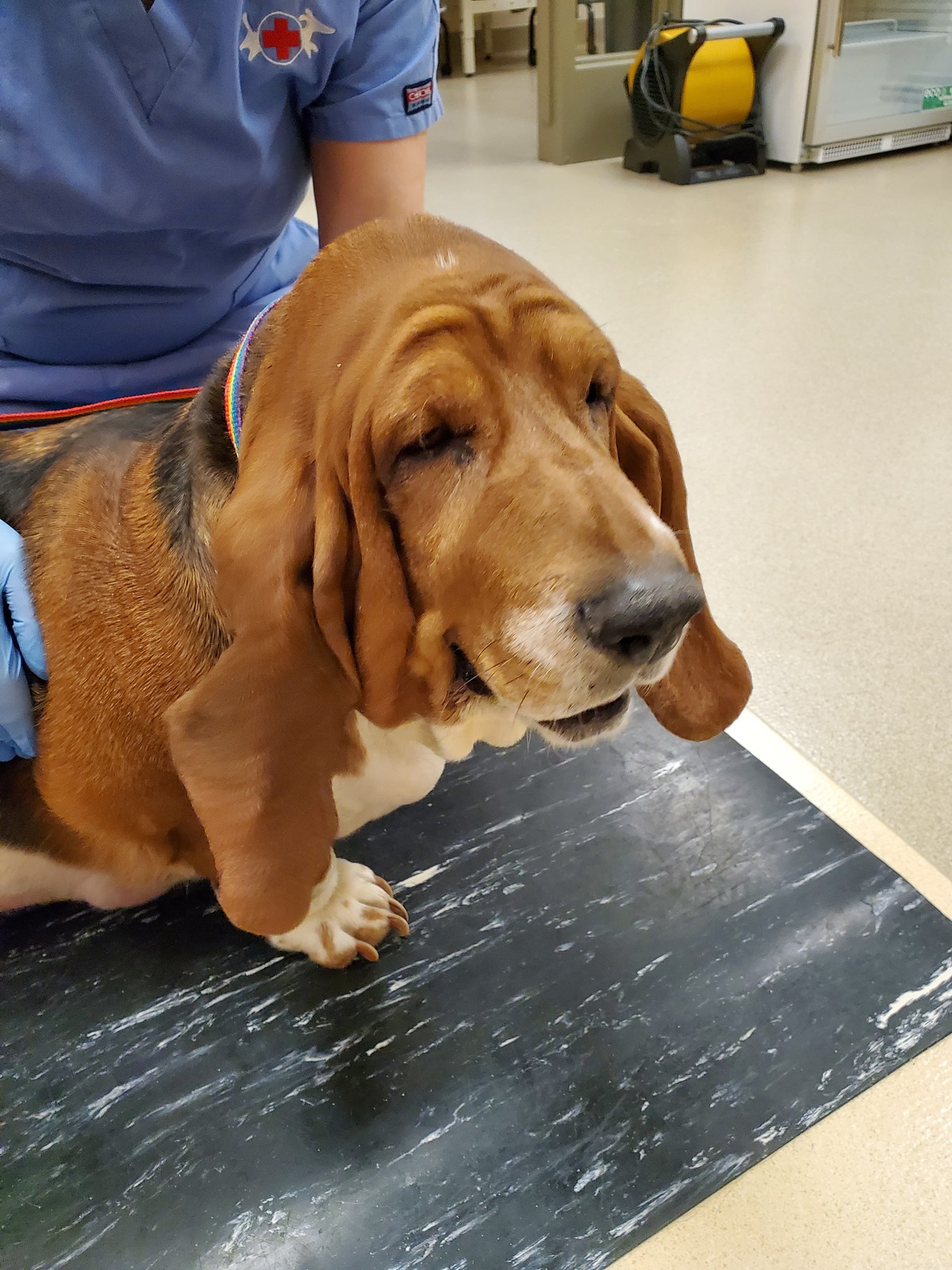 A close-up shot of a basset hound's face during a veterinary exam