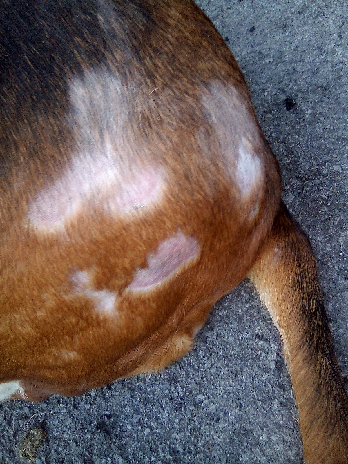 Skin condition on the rear of a basset hound