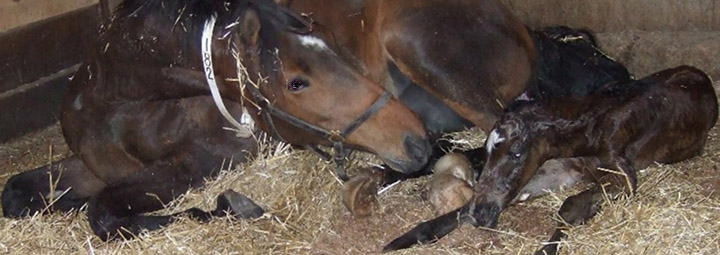 Dam and her foal