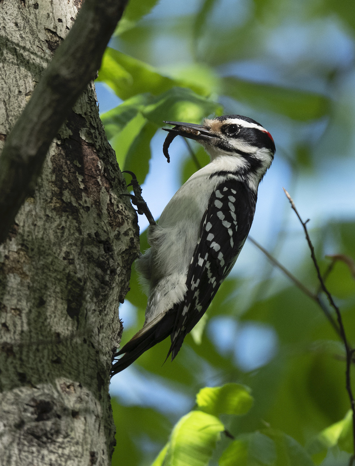 A hairy woodpecker walking up a tree in upstate New York
