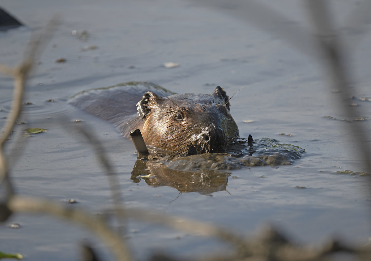 A beaver swims through a pond in upstate New York