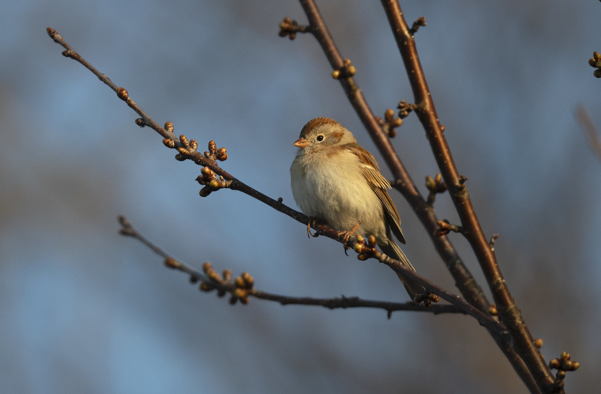 A field sparrow in the branches of a tree