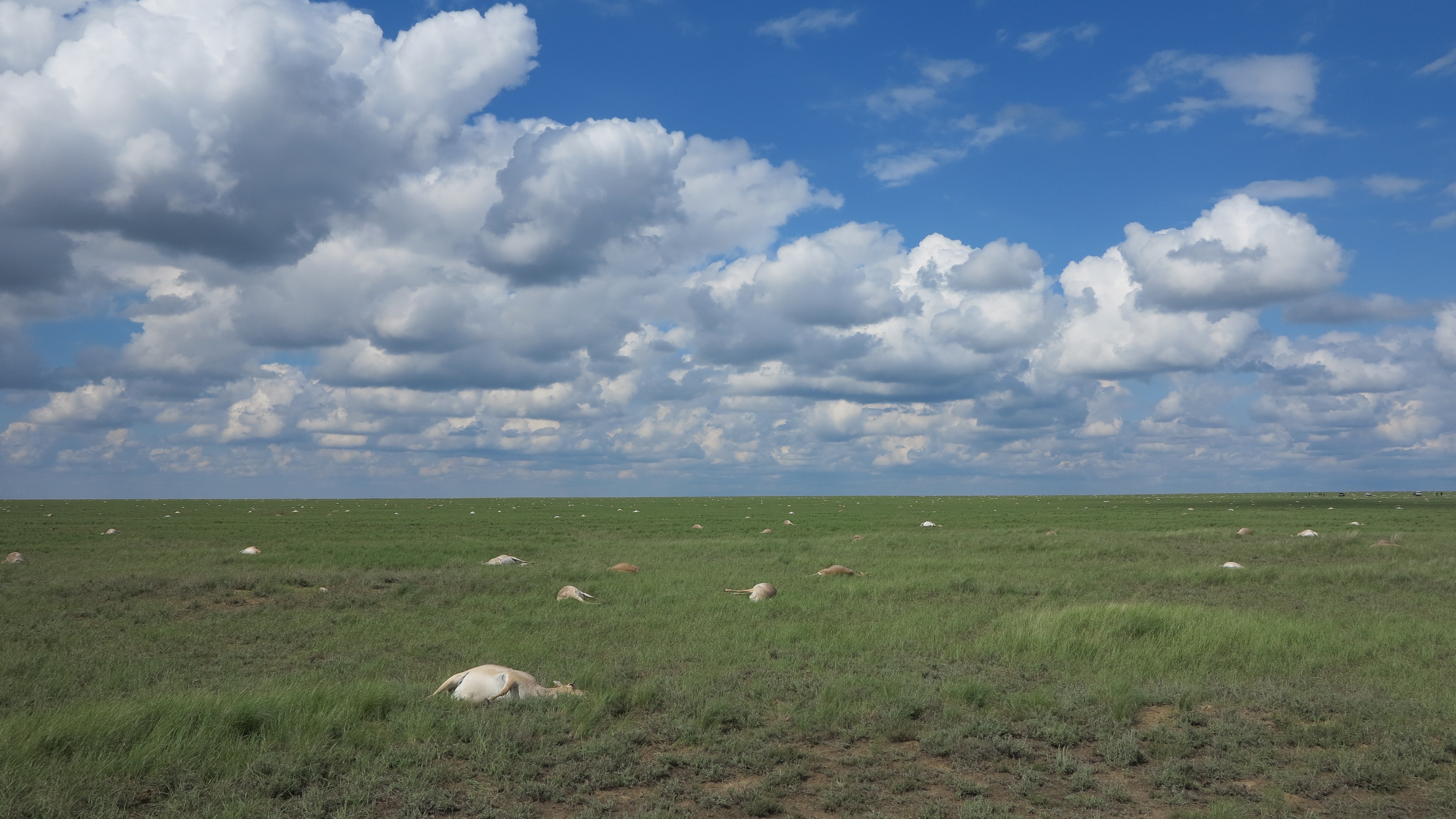 The affected herd on the steppe