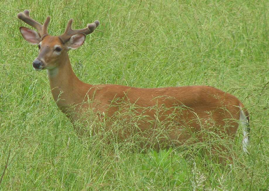 Young whitetail buck