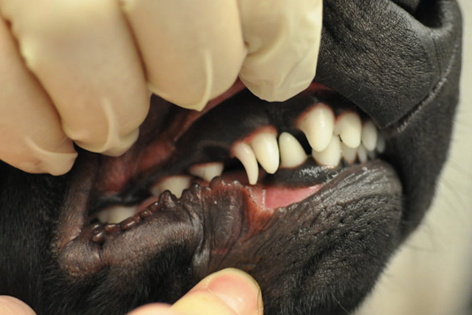 a vet exposing a dog's teeth