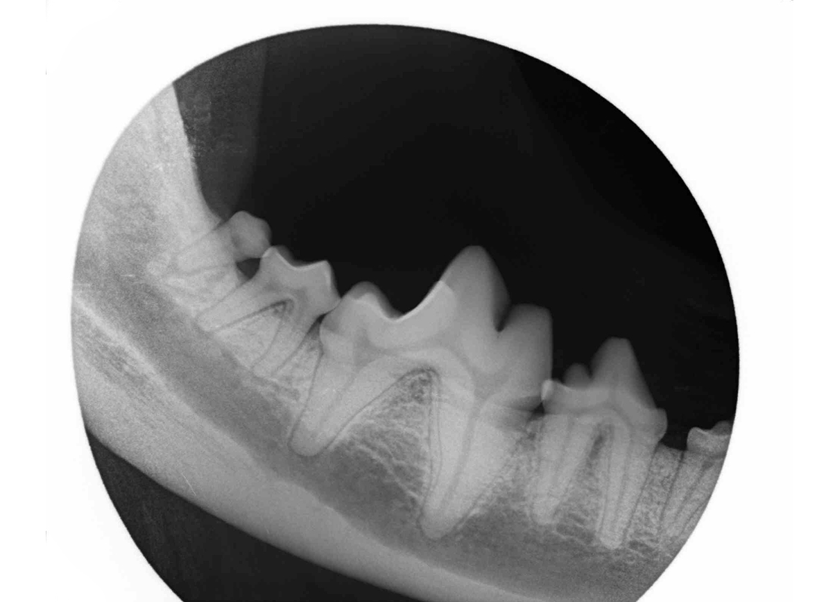 Veterinary Dental Charts Free