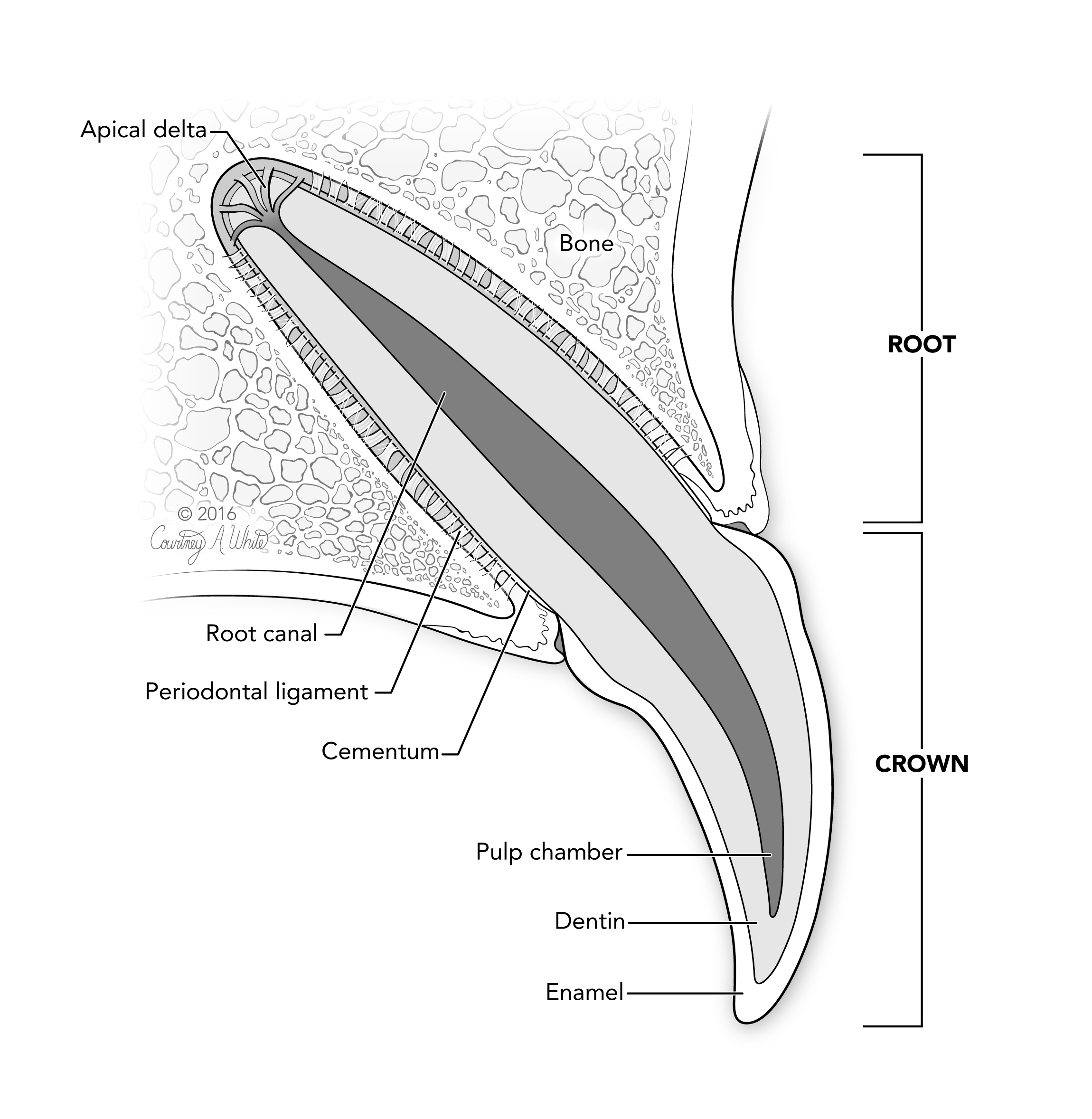 Diagram of a dog tooth labeling the parts of the tooth