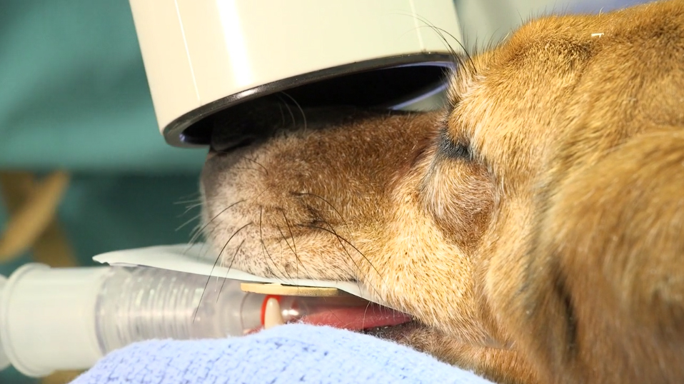 Golden retriever receiving dental X-ray