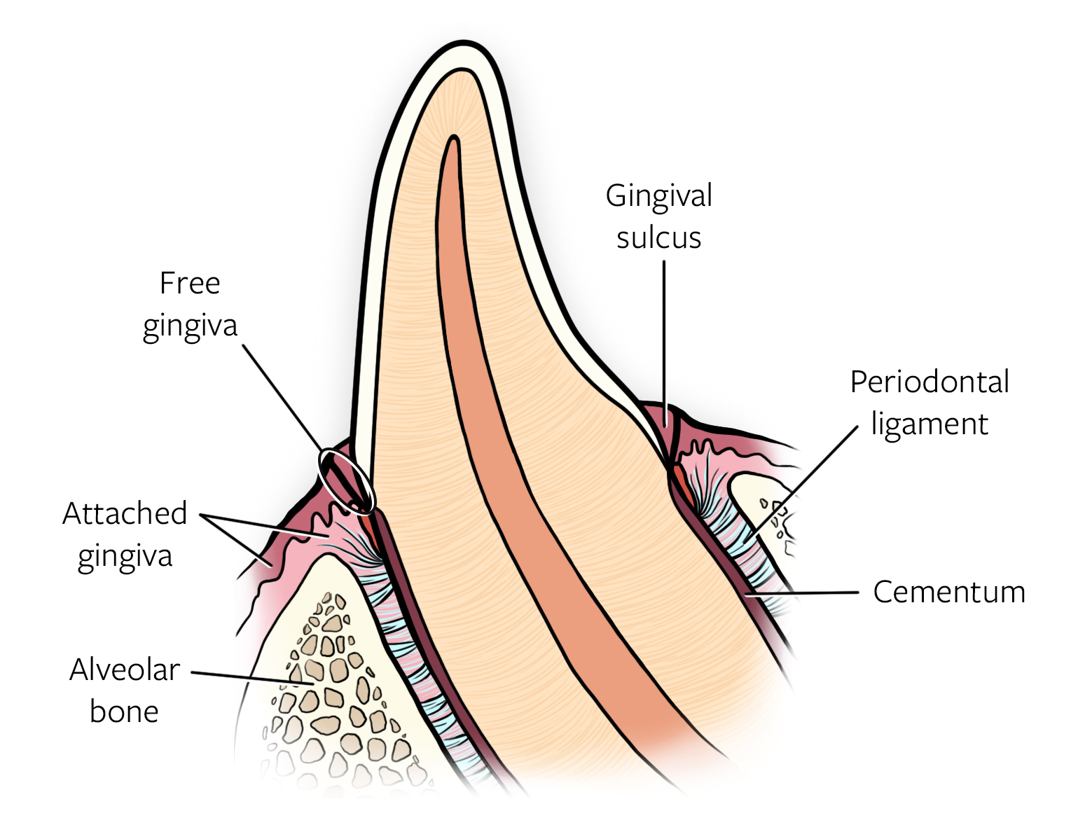 diagram of a canine tooth labeling the different parts of the gum