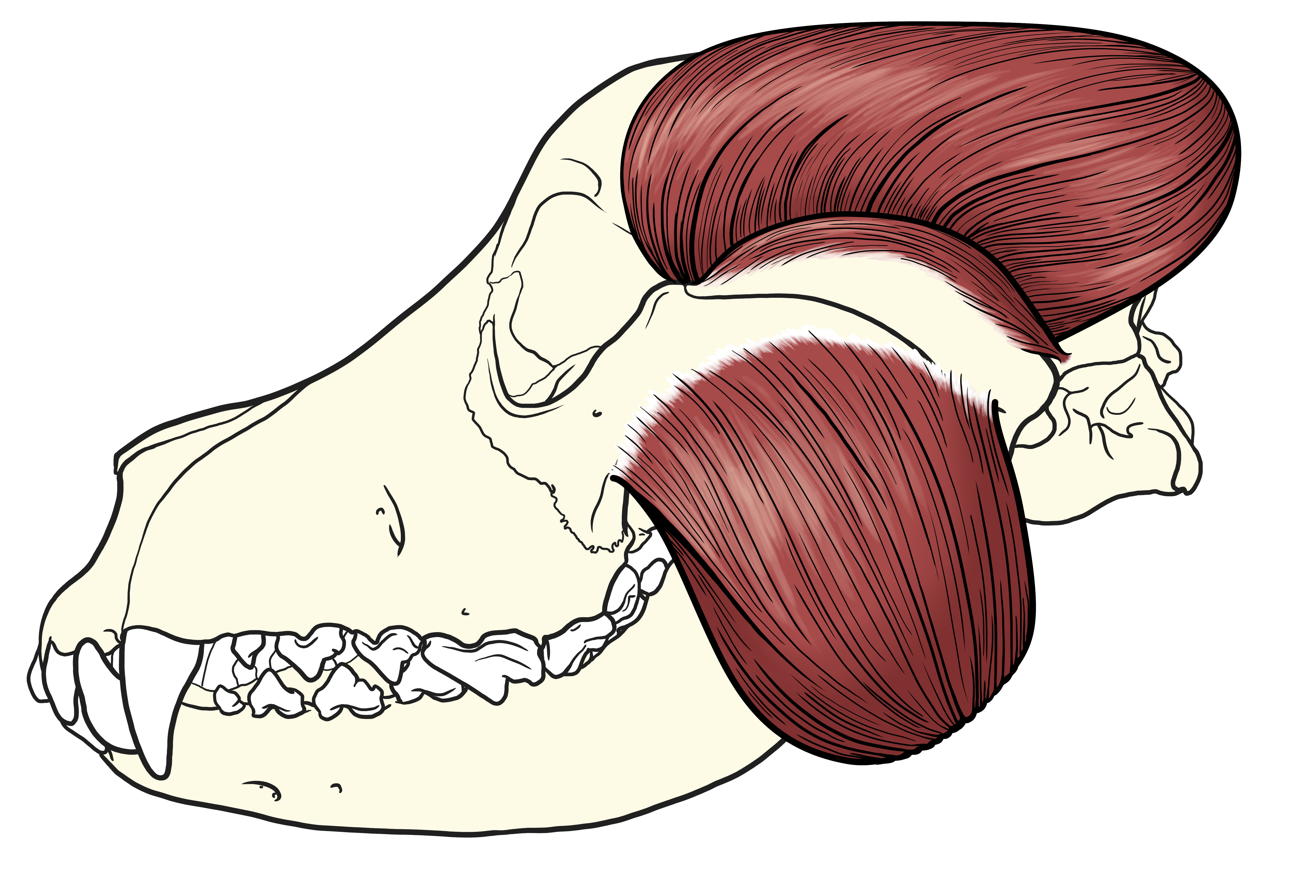 Drawn image of jaw muscles