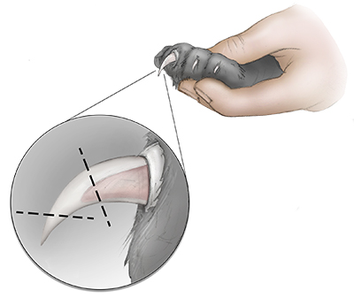 Angle to trim nails