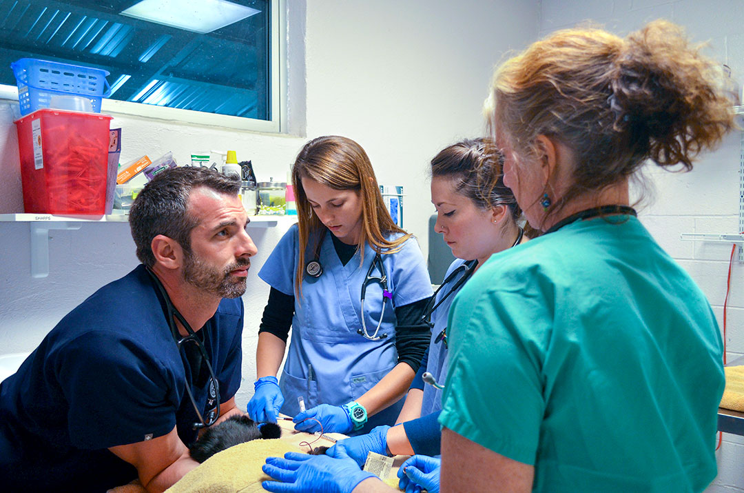 Cornell veterinarians discussing safe animal handling