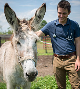 Student and Donkey