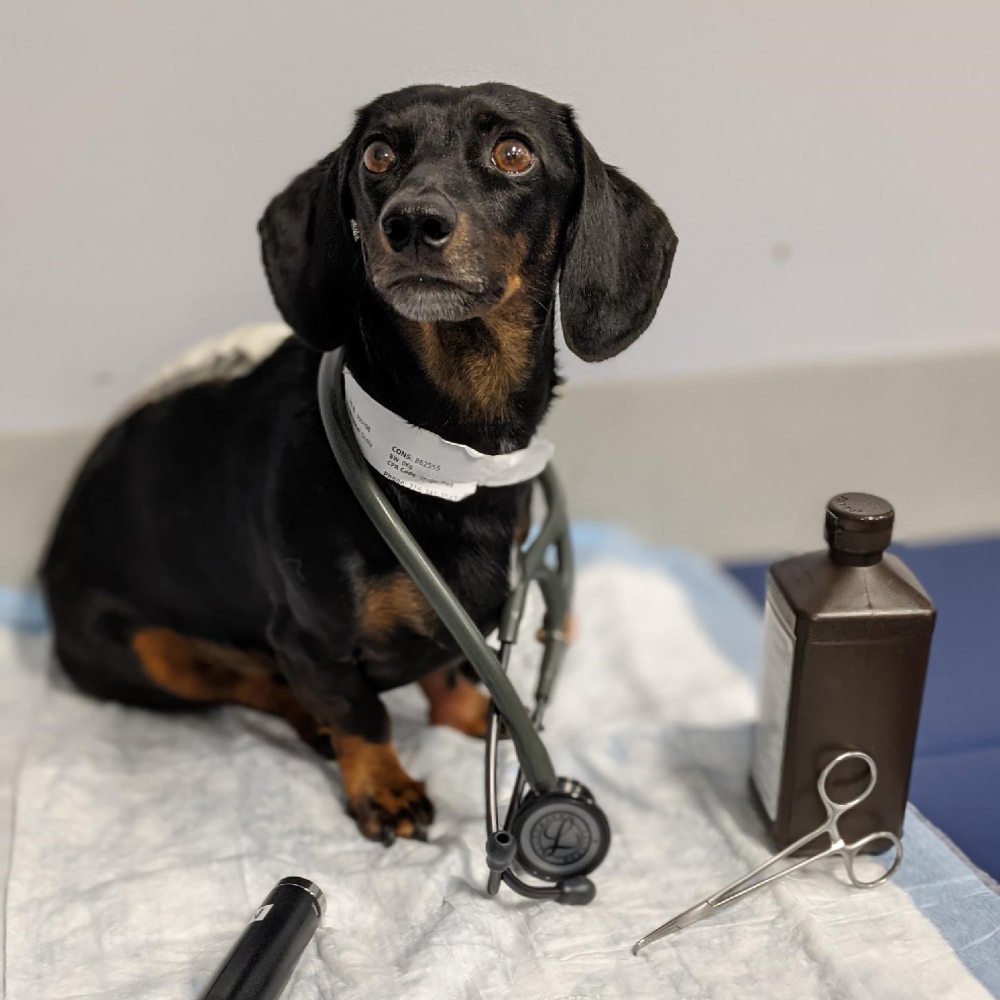 Dusty the dachshund wearing a stethoscope