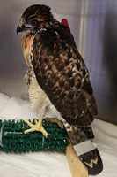 hawk