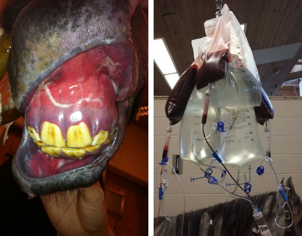 Equine oral trauma next to IV fluid bags and blood transfusion bags.