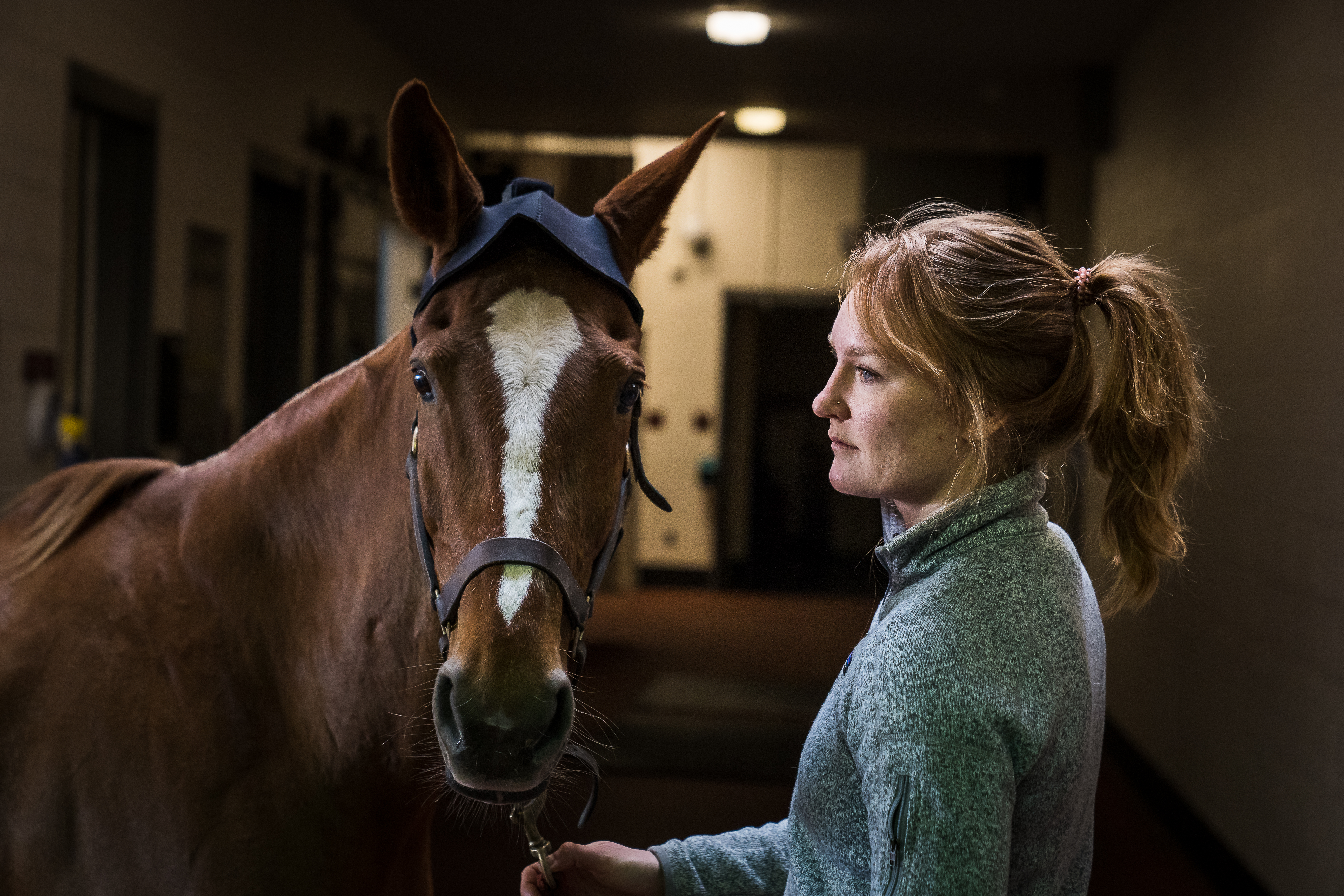 Brown horse receiving a lameness evaluation