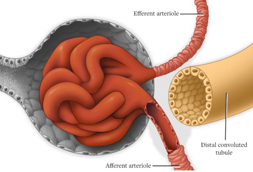  scientific illustration of a kidney