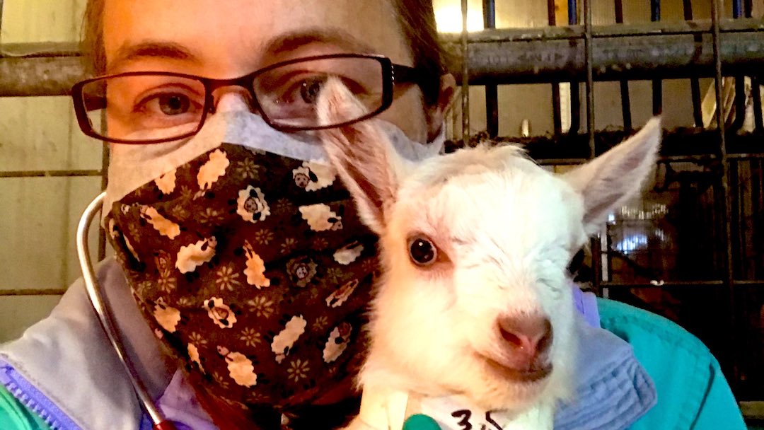 Close up shot of a masked clinician holding a goat