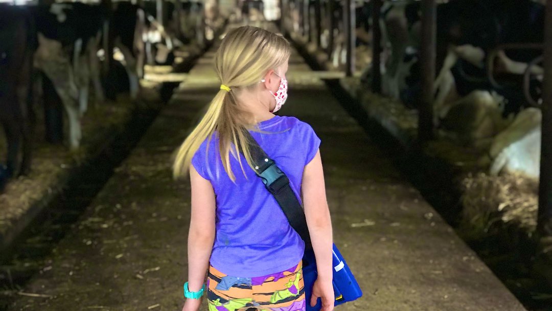 A young girl in a mask walks down the line at a dairy