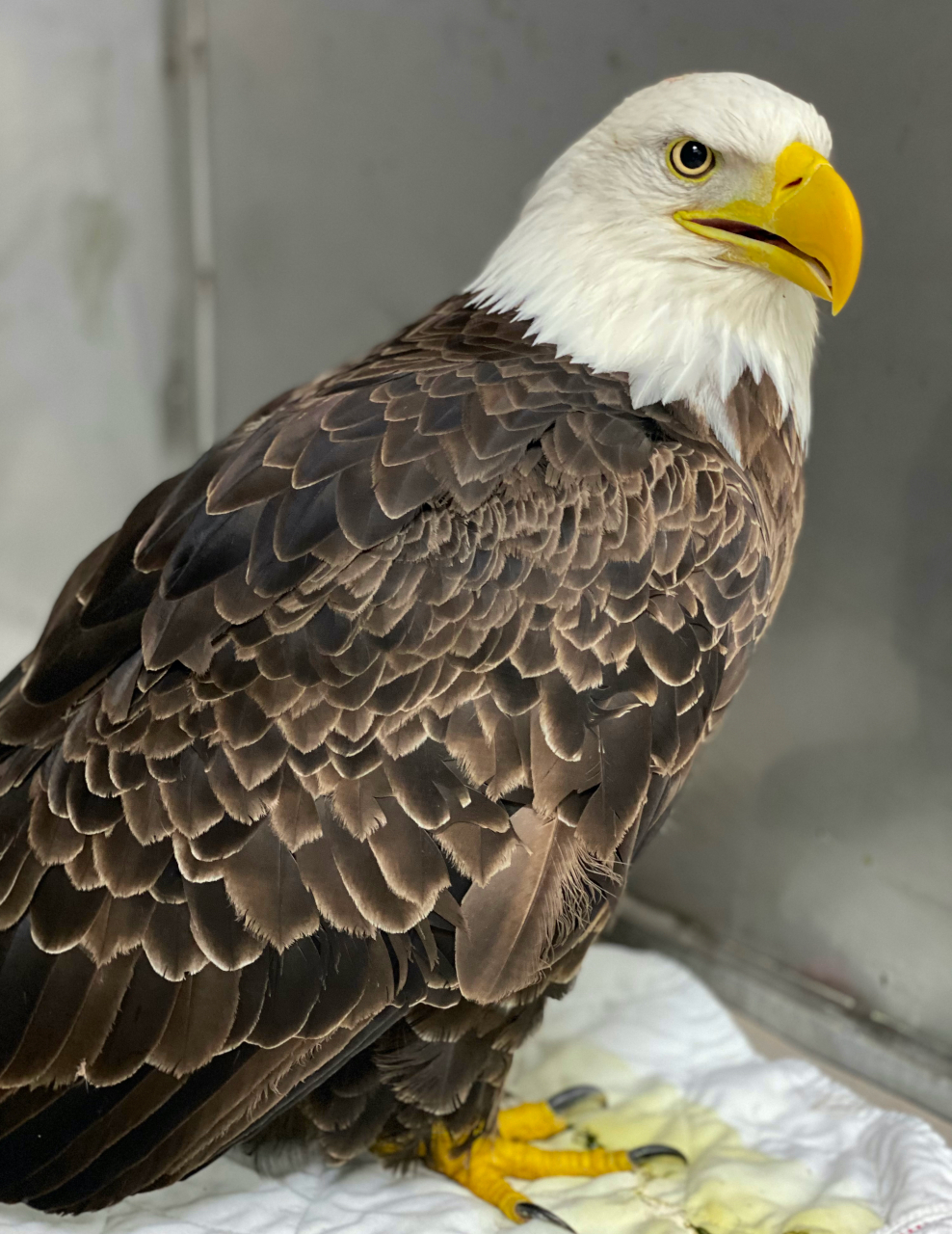 Bald eagle in an enclosure at the wildlife hospital