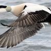 Virus causing mass Cape Cod duck die-offs identified