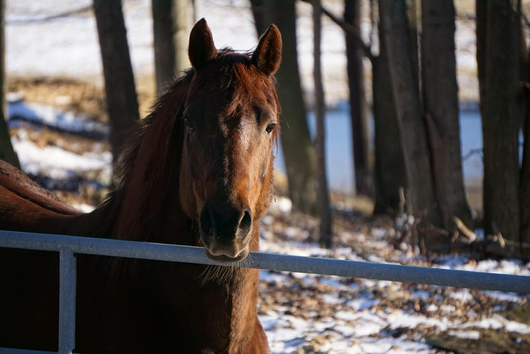 A horse standing at a fence