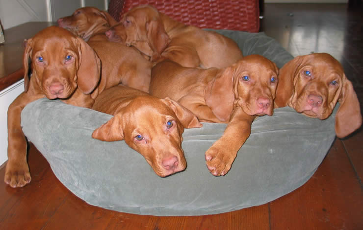 Vizsla 3