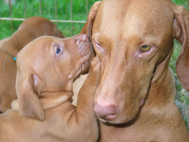 Vizsla 2