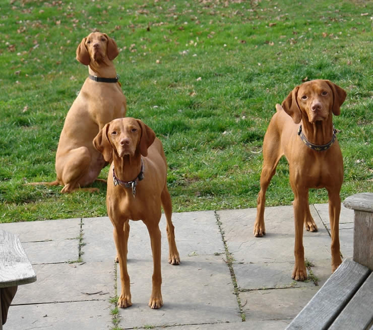 Vizsla